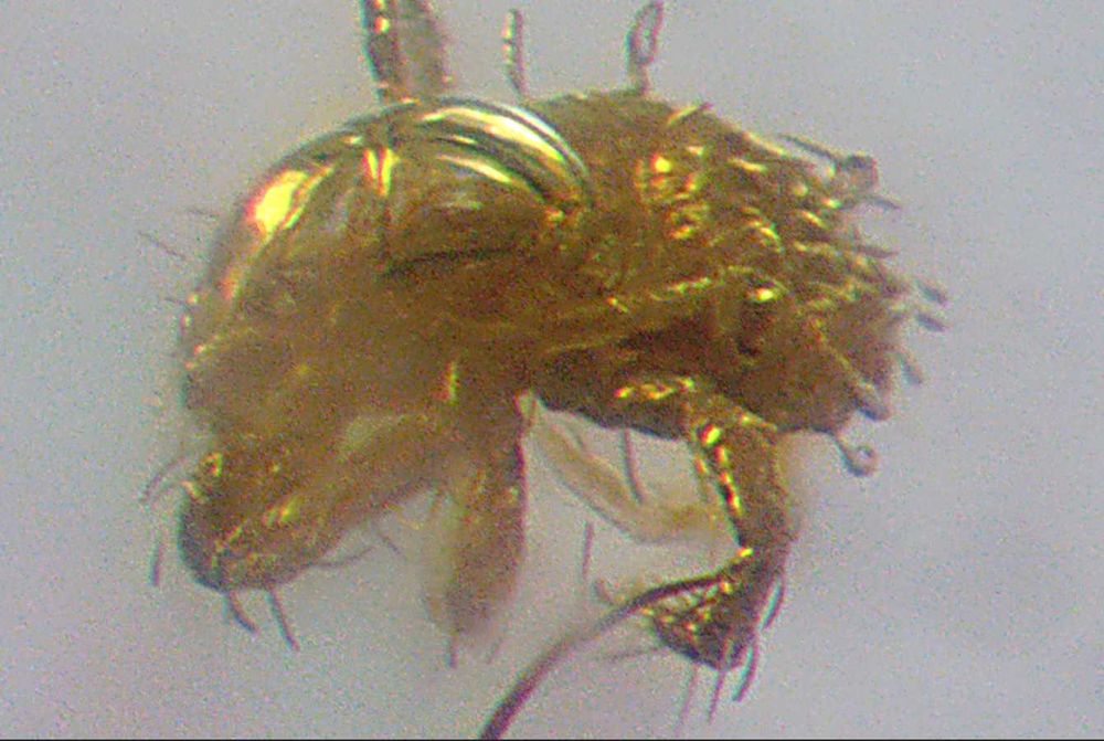 Bursztyn inkluzja nieznany Alien