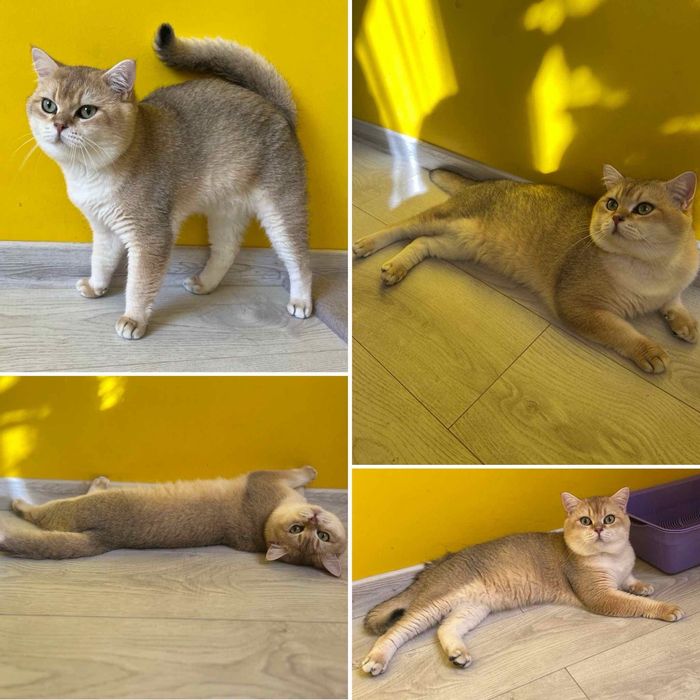 Кошенята британські  золота шиншила 2 міс