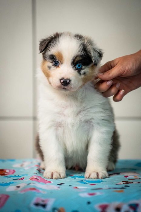 Owczarek australijski ZKwP FCI - piesek blue merle – niebieskie oczko – Jasinsky