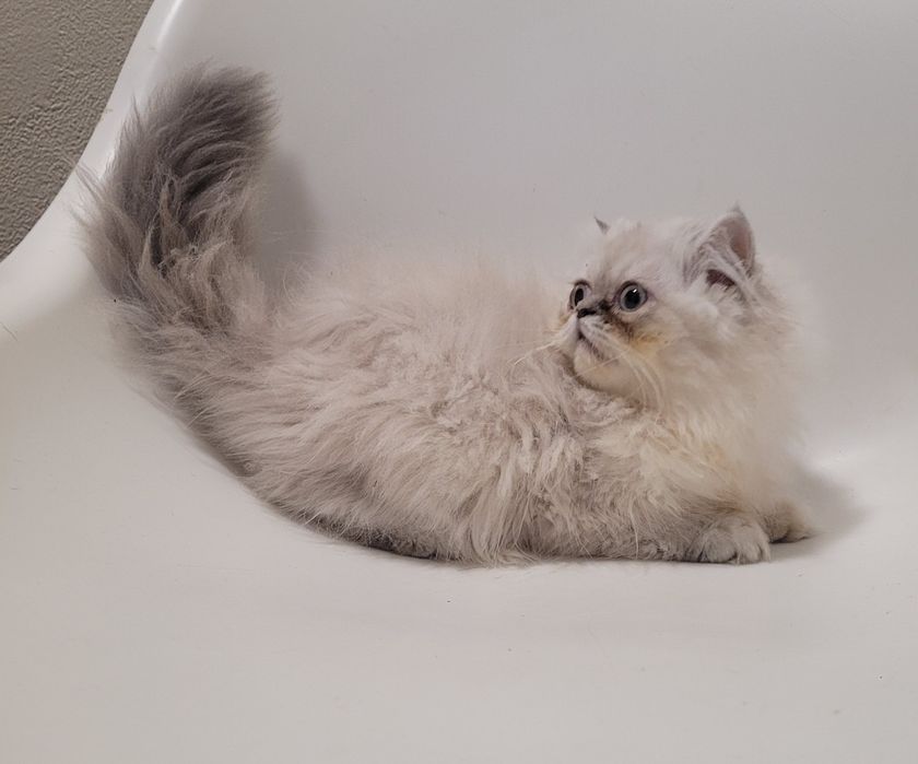 Gatinha persa linda