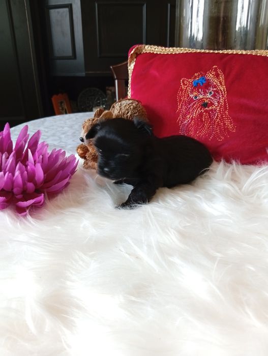 Mini suczka Black Yorkshire terrier ok.1.20kg.nie biewer.