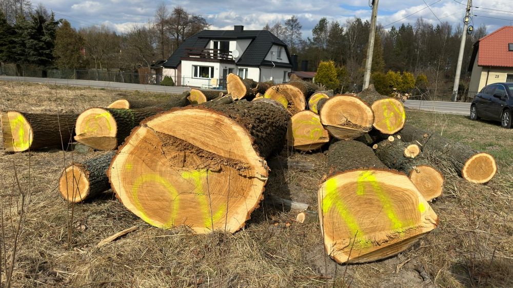 Sprzedam drzewo - tylko odbiór