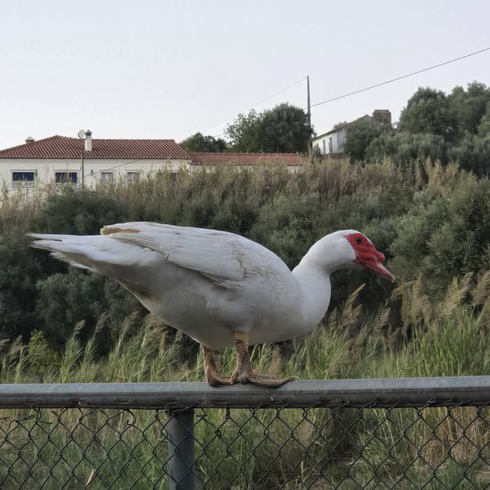Patos mudos jovens e adultos