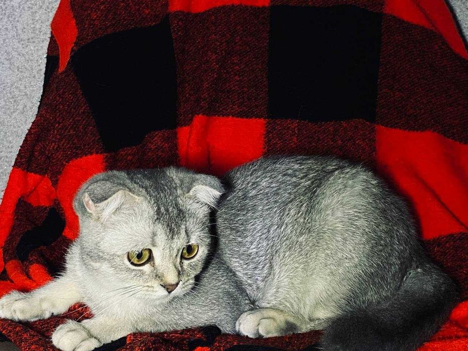 девочка шотландской скоттиш-фолд