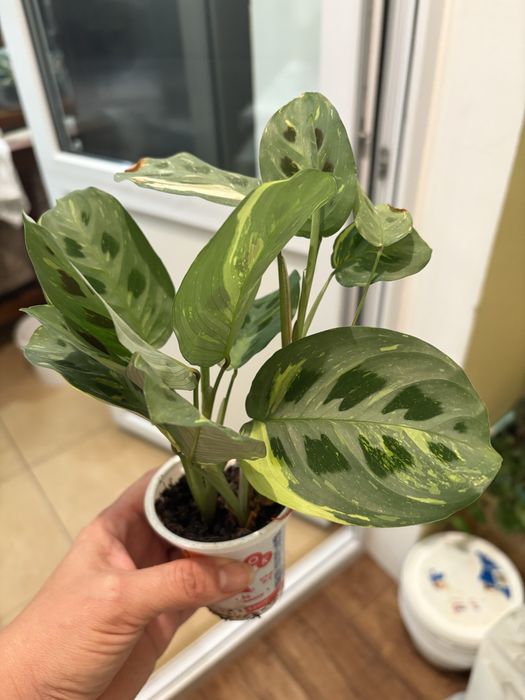 Маранта Fanscinator, Lemon Lime, Бьюті кім