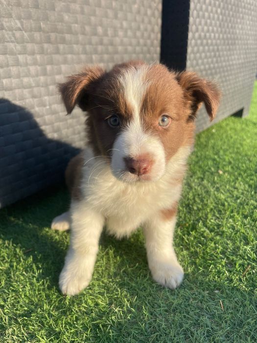 Border collie 2 meses