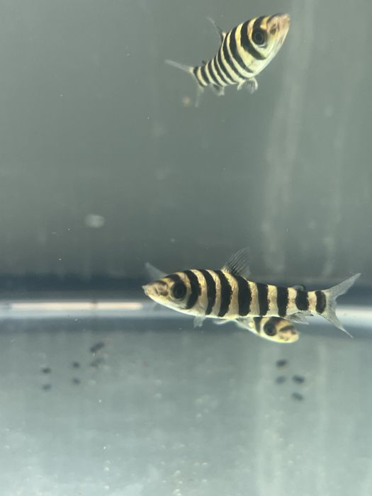 Leporinus affinis 5/6cm!