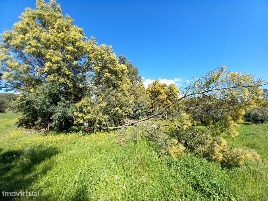 Quinta com 24750m2 Louriçal do campo