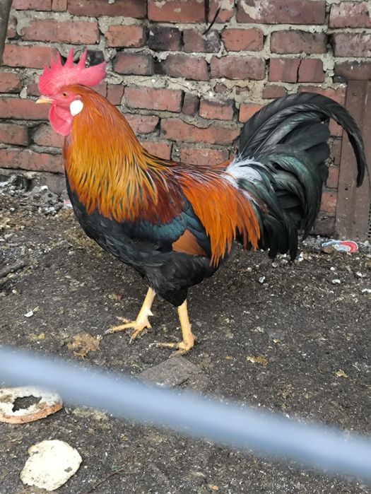 Kogut koguty włoszki Wloszka