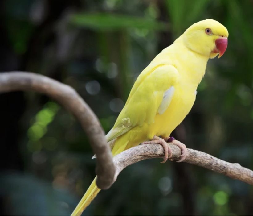 RingNeck Amarelo M/F