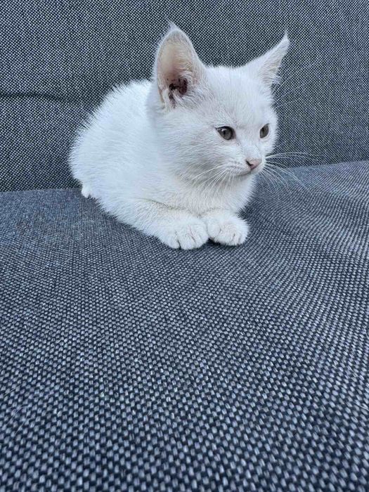 Отдам котенка 3 месяца - девочка