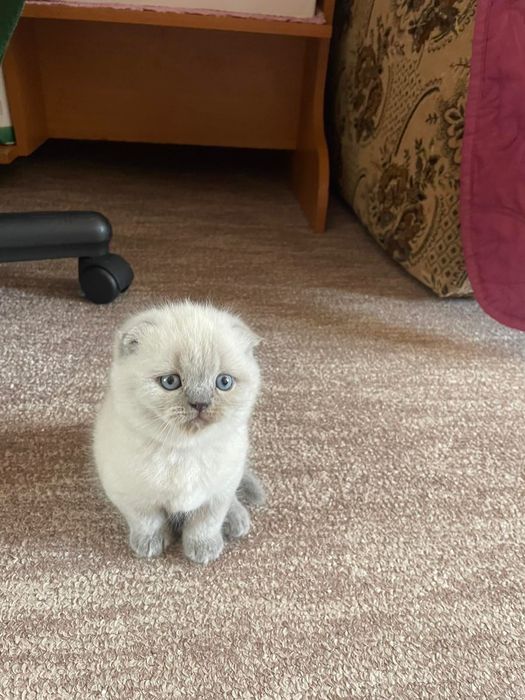 Висловухі кошенята