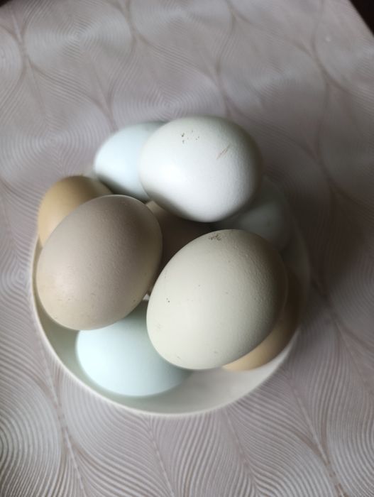 Інкубаційні яйця