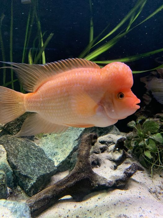 Pielęgnice cytrynowe amphilophus citrinellus