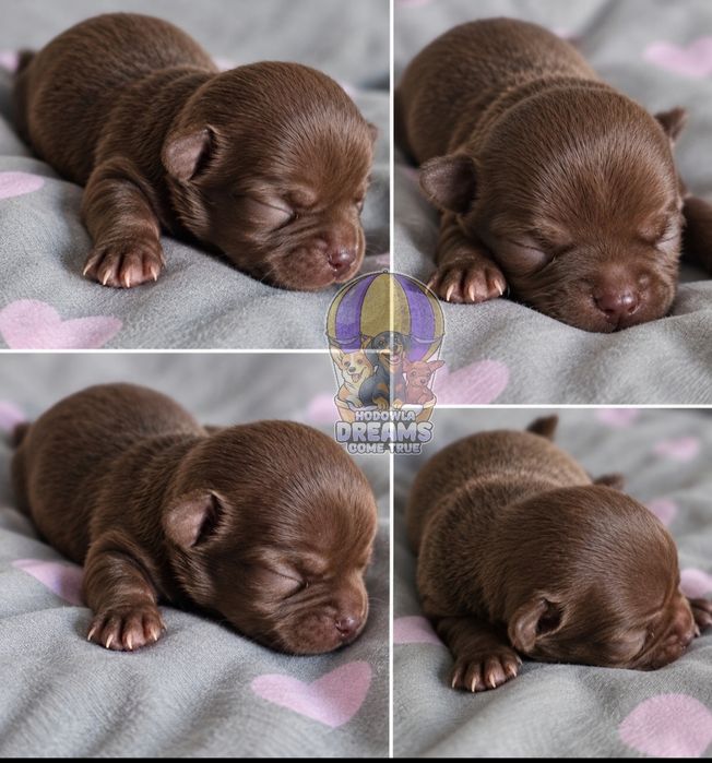Chihuahua **Piesek **Czekoladowy  Do Rezerwacji