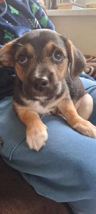 Piesio mimiesio ogłasza kasting na właściciela