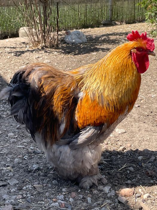 Kochin karzełek i olbrzymi -  jaja lęgowe