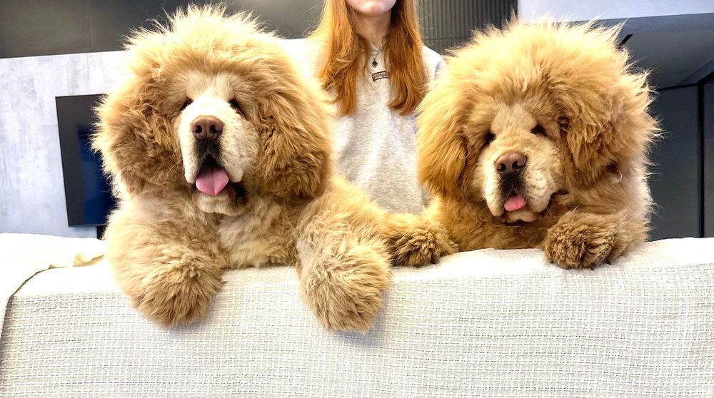 Тібетський мастиф