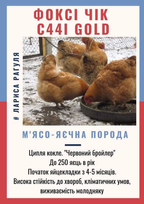 Яйце інкубаційне Несучка Бройлер М'ясо-яєчка