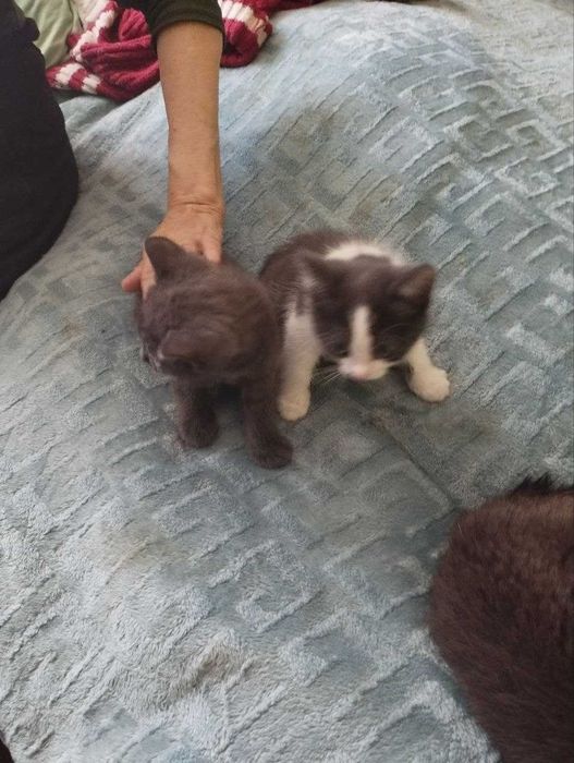 віддам котиків кошенят