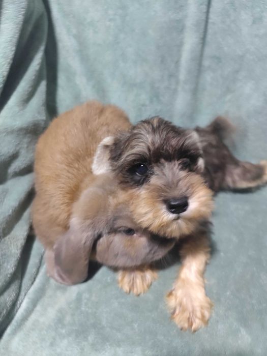 Щенки Цвергшнауцер , самая маленькая служебная собака