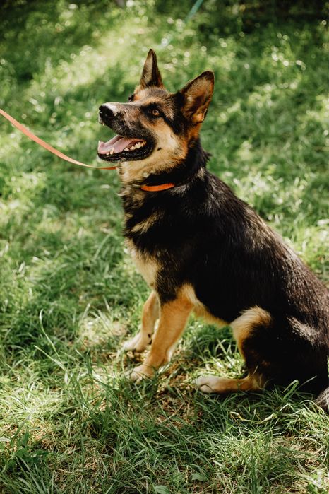 Вічарка Лея шукає дім