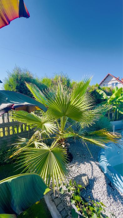 Waszyngtonia Robusta