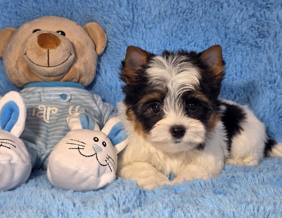 Хлопчик бівер йорк. КСУ.