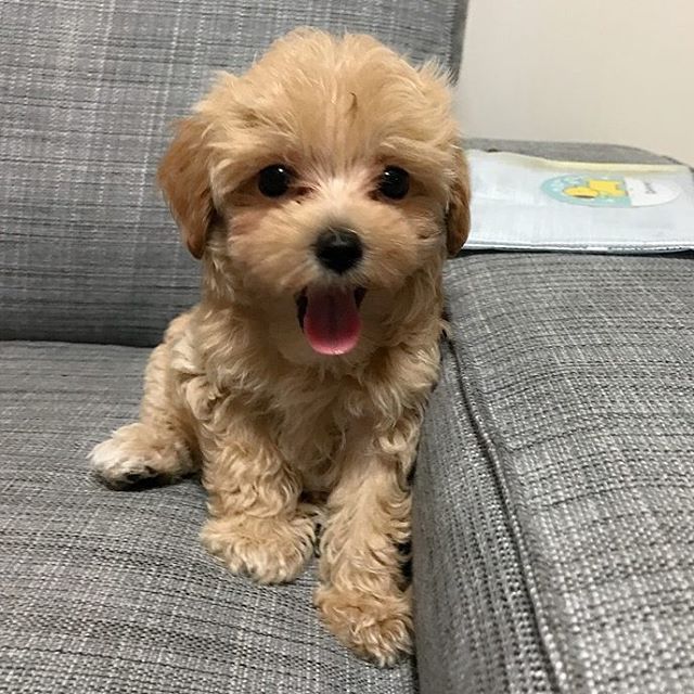 Мальтіпу як ідеальні друзі для родини