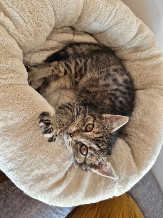 3 miesięczna koteczka szuka domu