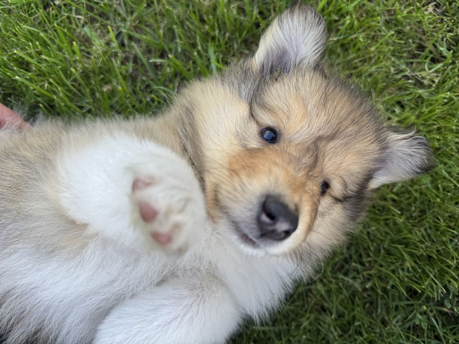 Owczarek szkocki FCI