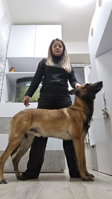 Бельгийская овчарка