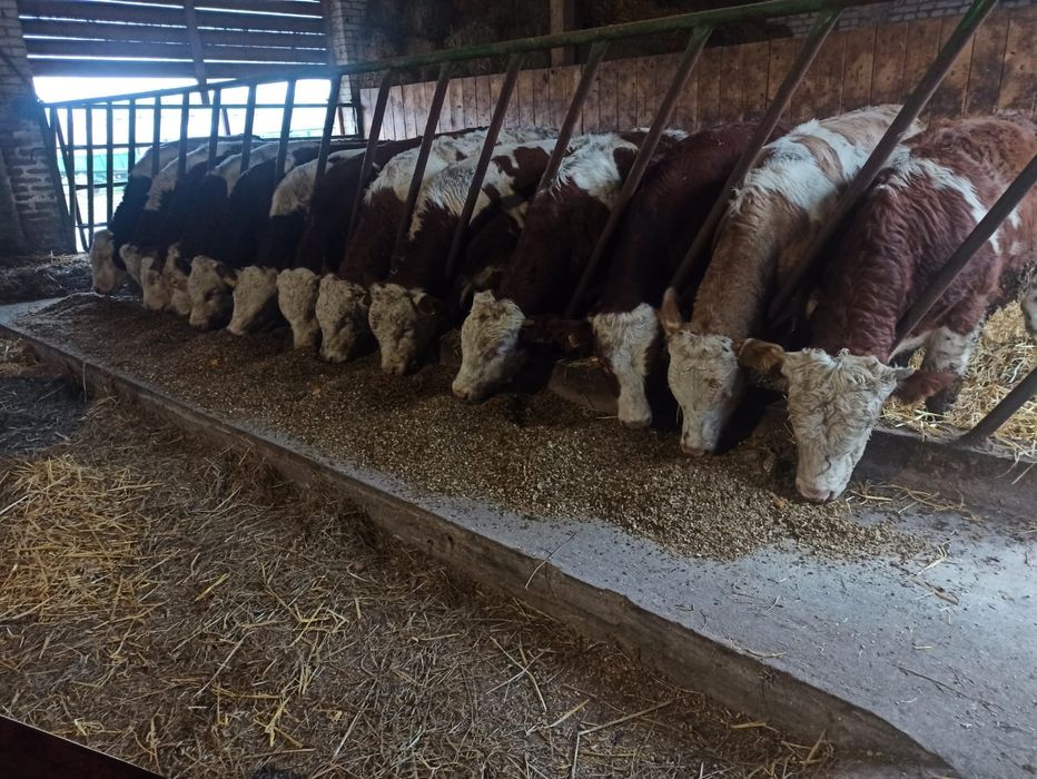 Sm lm bbb cielaki mięsne byczki jaloweczki krajowe extra jakosc