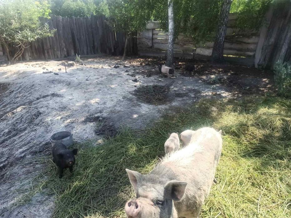 Продаємо в'єтнамських поросят