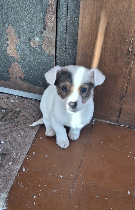 Песики в добрі руки