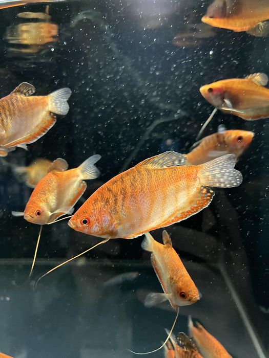 Gurami Red Aqualife