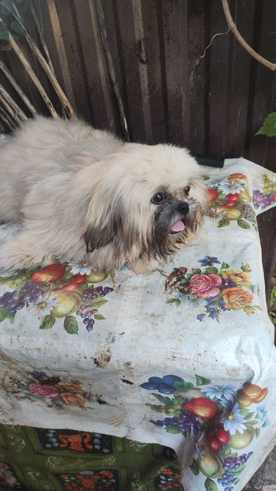 Лхасский апсо. Мальчики