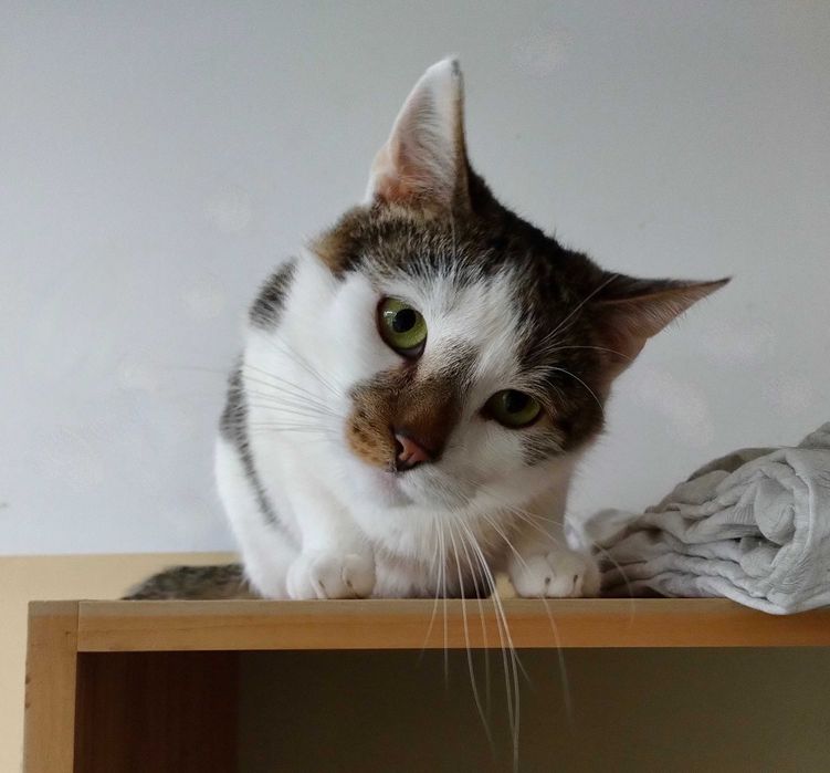 kot WACEK ciągle czeka - podaruj mu proszę dom