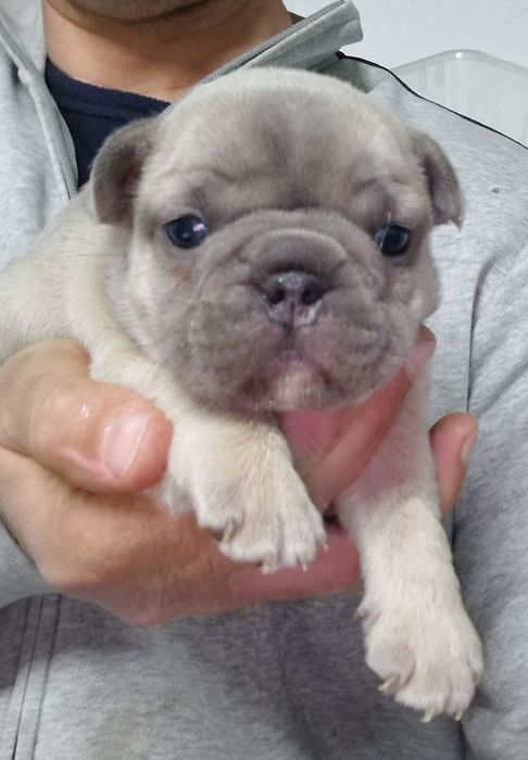 Bulldog Francês Blue Fawn