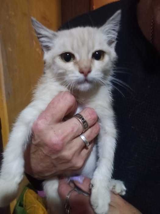 Персиковий котик в добрі руки