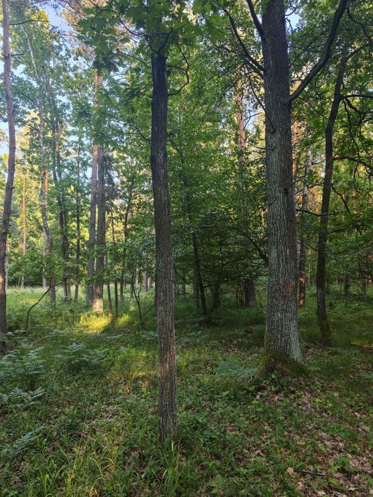 Sprzedam las sosnowo-dębowy 1,8793 ha 80-100 letni. Pom.Hrudem a Klono