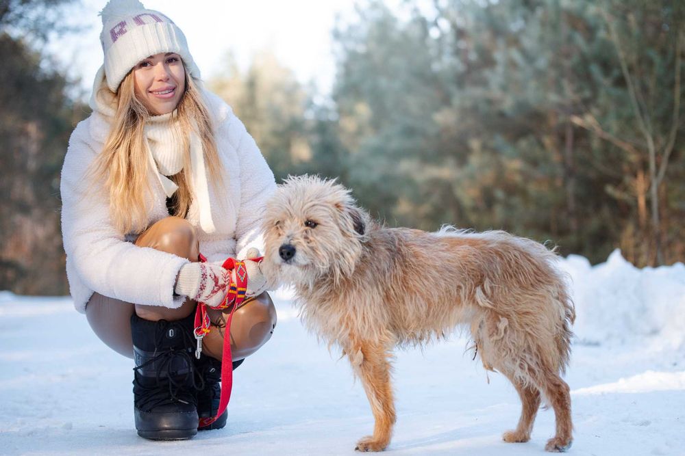 SAFFY - przemilutki, terierkowy psiaczek o łagodnych oczkach