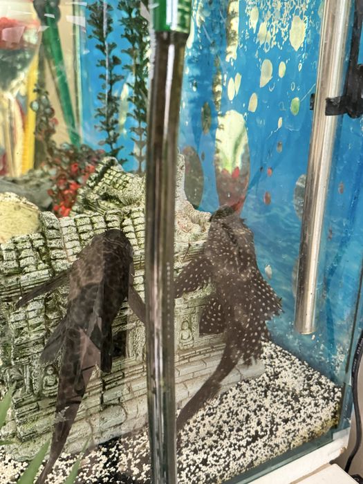 Aquario completo com peixes