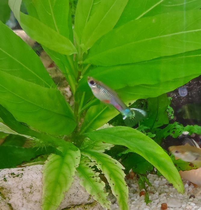Troco guppies Endler