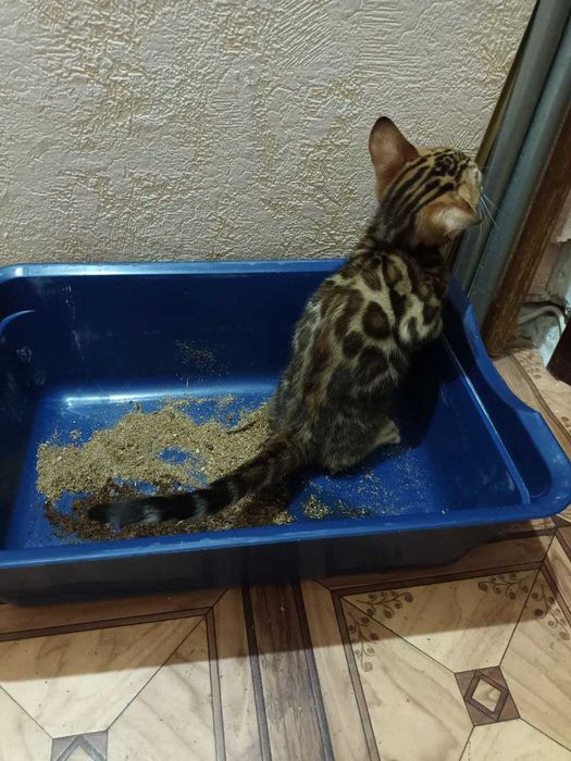 Яскраві і чемні бенгалята BENn24