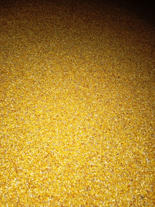 Продам кукурудзу 5-100т. Ф2