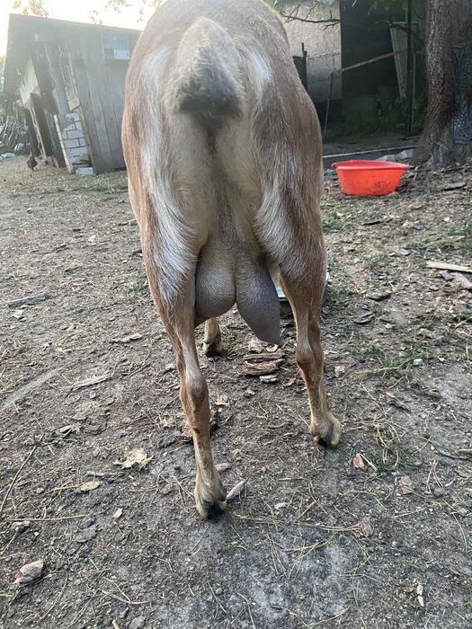 Хорошая козочка ищет дом