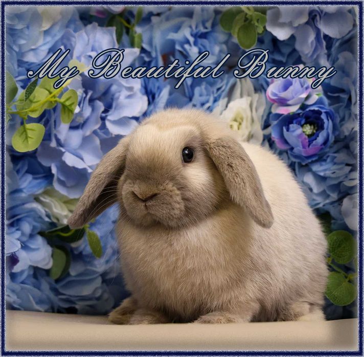 Młody Królik Mini Lop - Sallander