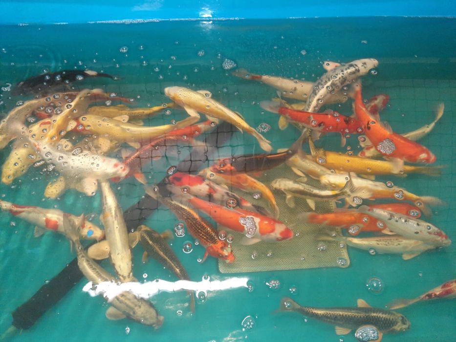 Karp koi narybek letni