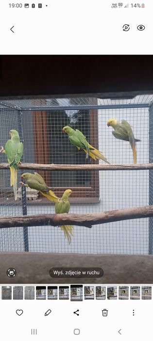 Aleksandretta aleksandretty